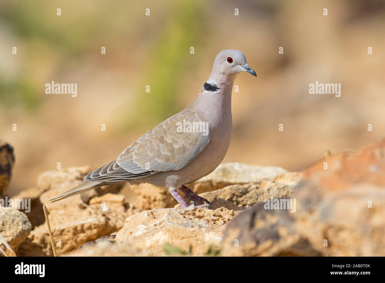 Türkentaube, Collared Dove, Eurasischen Collared-Dove, Eurasian Collared Dove, Streptopelia decaocto, Tourterelle turque, Tórtola Turca Stockfoto