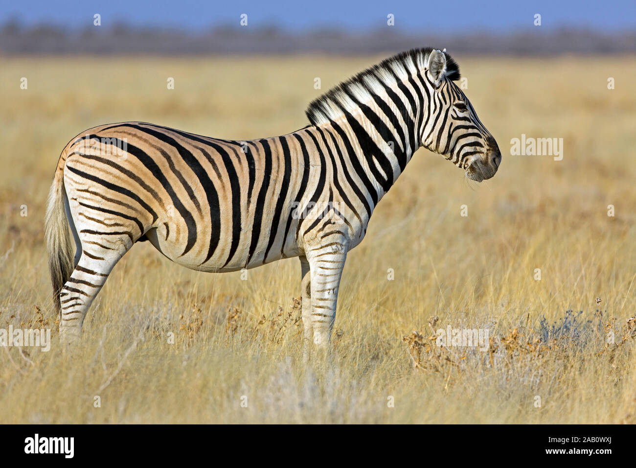 Steppenzebra, Pferdezebra, Equus quagga, ebenen Zebra, Zebra, Burchell's Zebra, cebra de Llanura, cebra de los Llanos, cebra de Planicie, zèbre Stockfoto