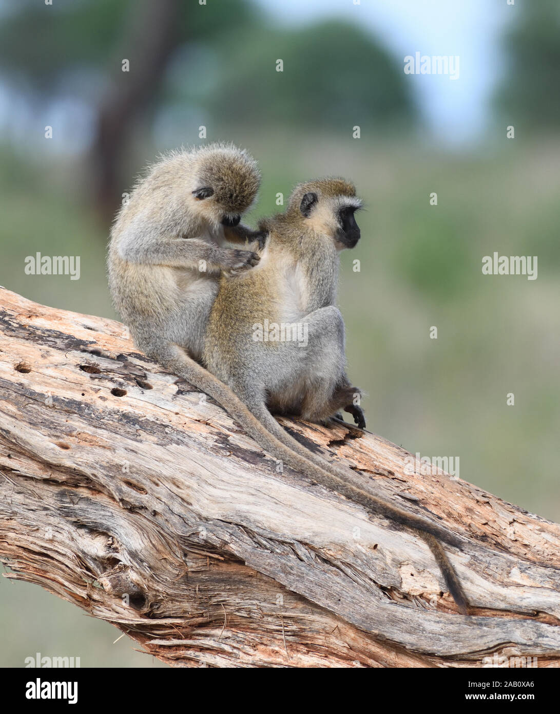 Grüne Meerkatzen (Chlorocebus pygerythrus) pflegen. Tarangire Nationalpark, Tansania. Stockfoto