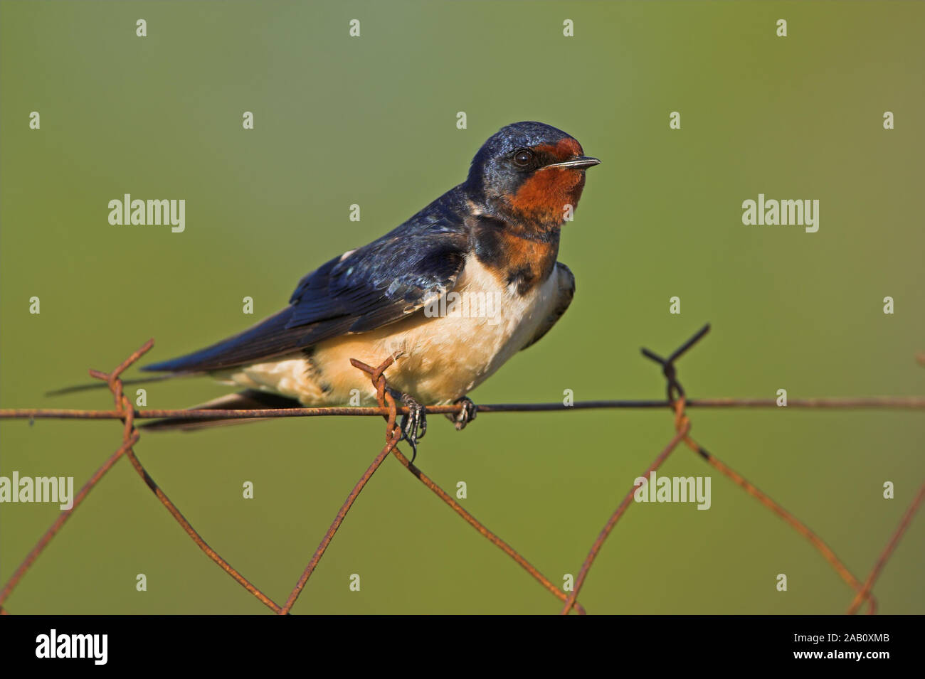 Swallow Rauchschwalbe Hirundo rustica Hirondelle rustique Hirondelle de Cheminée Golondrina Común Stockfoto