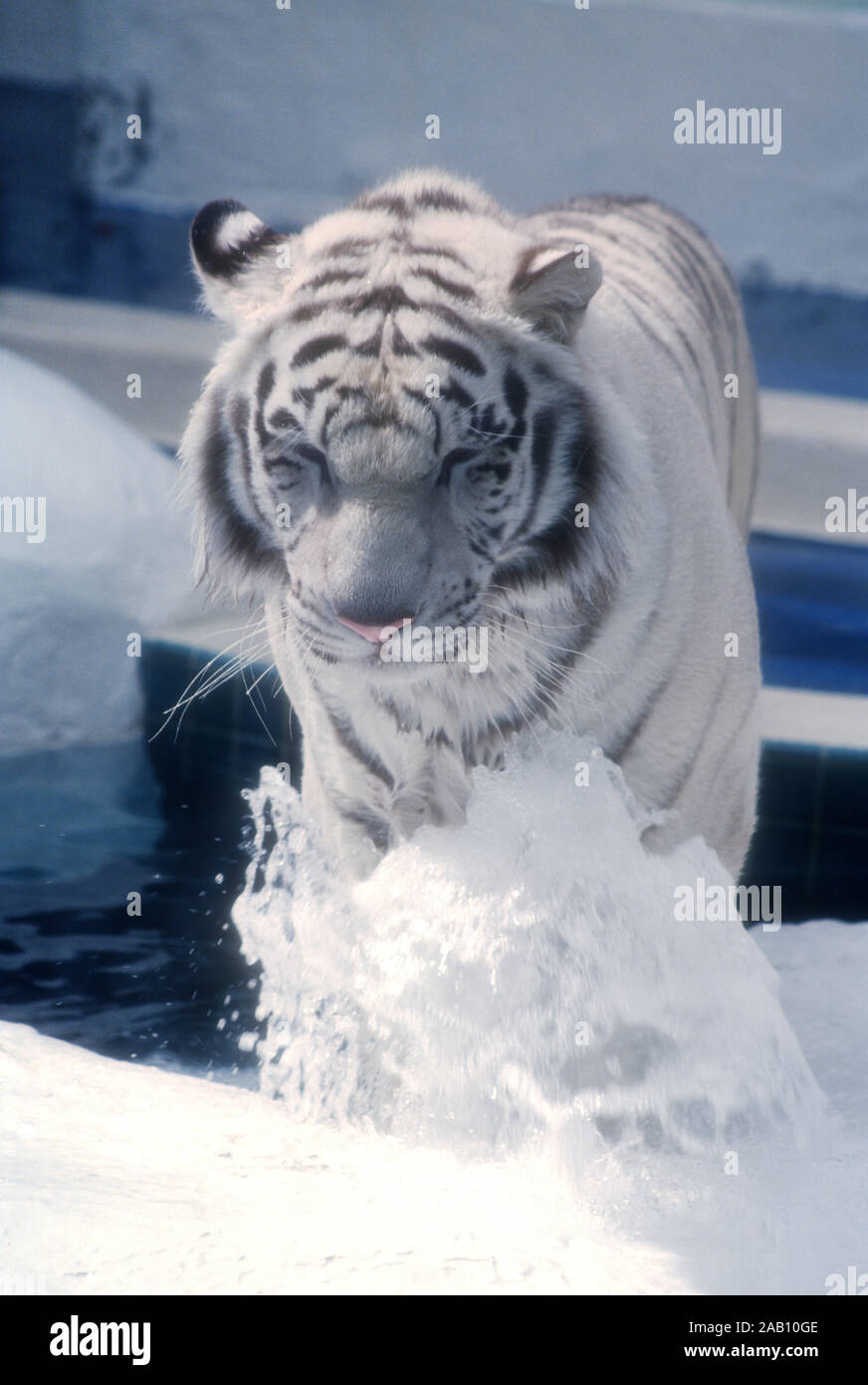 Las Vegas, Nevada, USA, 11. März 1995 eine Königliche weißer Tiger von Siegfried und Roy Tiger Habitat und Der geheime Garten am 11. März 1995 im Mirage Hotel und Casino in Las Vegas, Nevada, USA. Foto von Barry King/Alamy Stock Foto Stockfoto