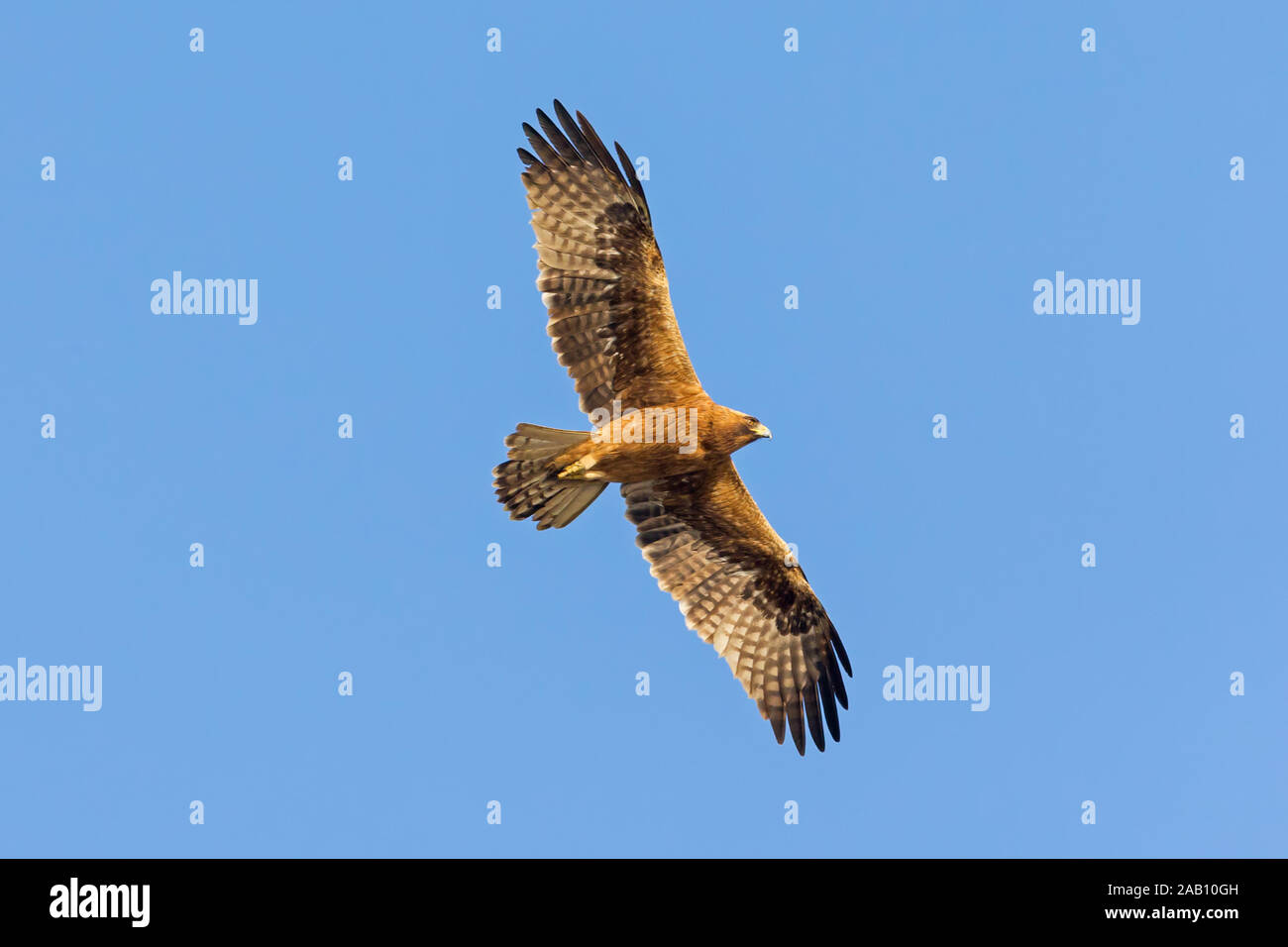 , Zwergadler Hieraaetus pennatus, Stockfoto
