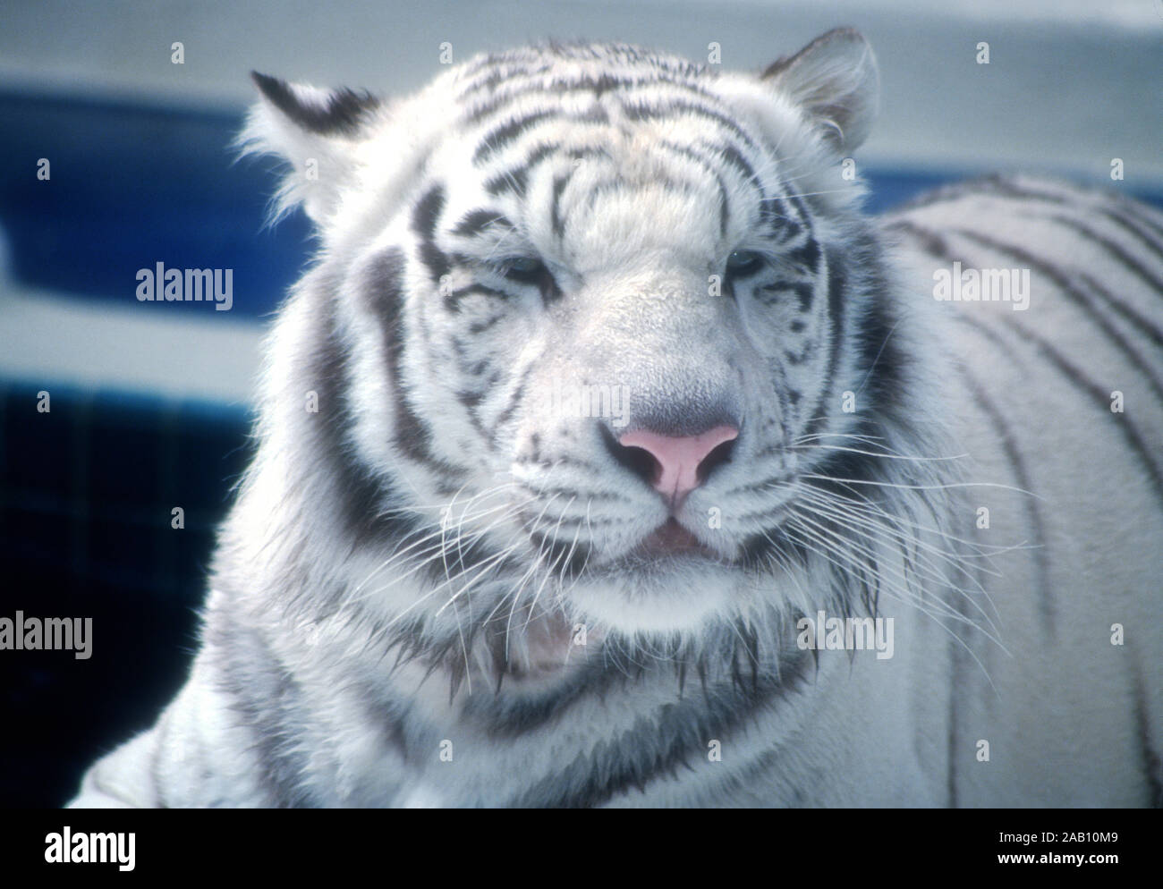 Las Vegas, Nevada, USA, 11. März 1995 eine Königliche weißer Tiger von Siegfried und Roy Tiger Habitat und Der geheime Garten am 11. März 1995 im Mirage Hotel und Casino in Las Vegas, Nevada, USA. Foto von Barry King/Alamy Stock Foto Stockfoto