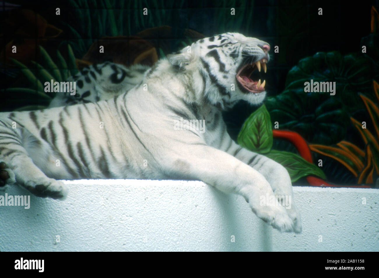 Las Vegas, Nevada, USA, 11. März 1995 eine Königliche weißer Tiger von Siegfried und Roy Tiger Habitat und Der geheime Garten am 11. März 1995 im Mirage Hotel und Casino in Las Vegas, Nevada, USA. Foto von Barry King/Alamy Stock Foto Stockfoto