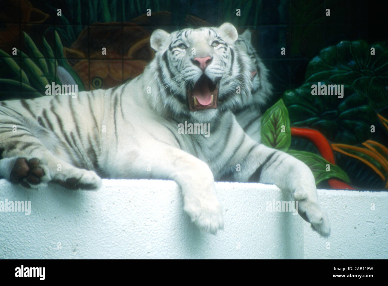 Las Vegas, Nevada, USA, 11. März 1995 eine Königliche weißer Tiger von Siegfried und Roy Tiger Habitat und Der geheime Garten am 11. März 1995 im Mirage Hotel und Casino in Las Vegas, Nevada, USA. Foto von Barry King/Alamy Stock Foto Stockfoto