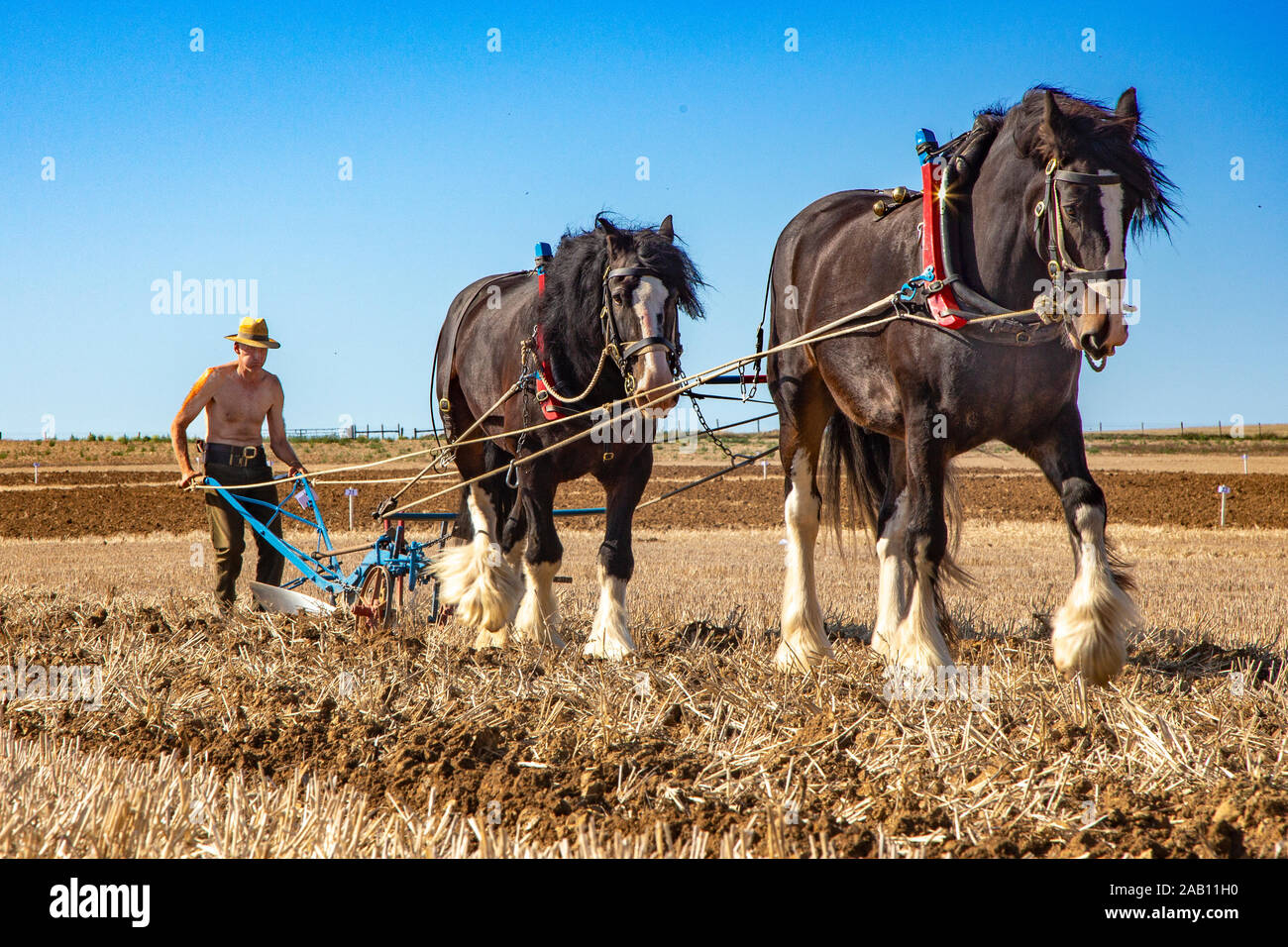 2019-09-21, Sussex, UK: Pflüger und seine Pferde konkurrieren in einem schweren Pferd Pflügen übereinstimmen. Stockfoto
