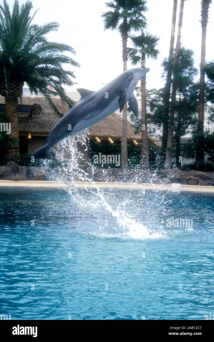 Las Vegas, Nevada, USA, 11. März 1995 ein Delphin bei Siegfried und Roy Der geheime Garten am 11. März 1995 im Mirage Hotel und Casino in Las Vegas, Nevada, USA. Foto von Barry King/Alamy Stock Foto Stockfoto