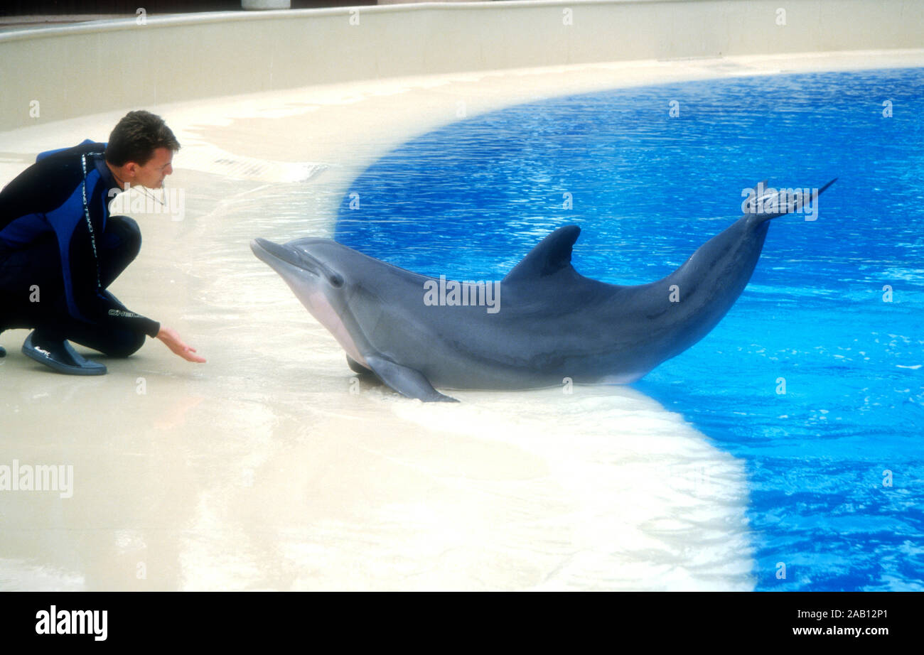 Las Vegas, Nevada, USA, 11. März 1995 ein Delphin bei Siegfried und Roy Der geheime Garten am 11. März 1995 im Mirage Hotel und Casino in Las Vegas, Nevada, USA. Foto von Barry King/Alamy Stock Foto Stockfoto