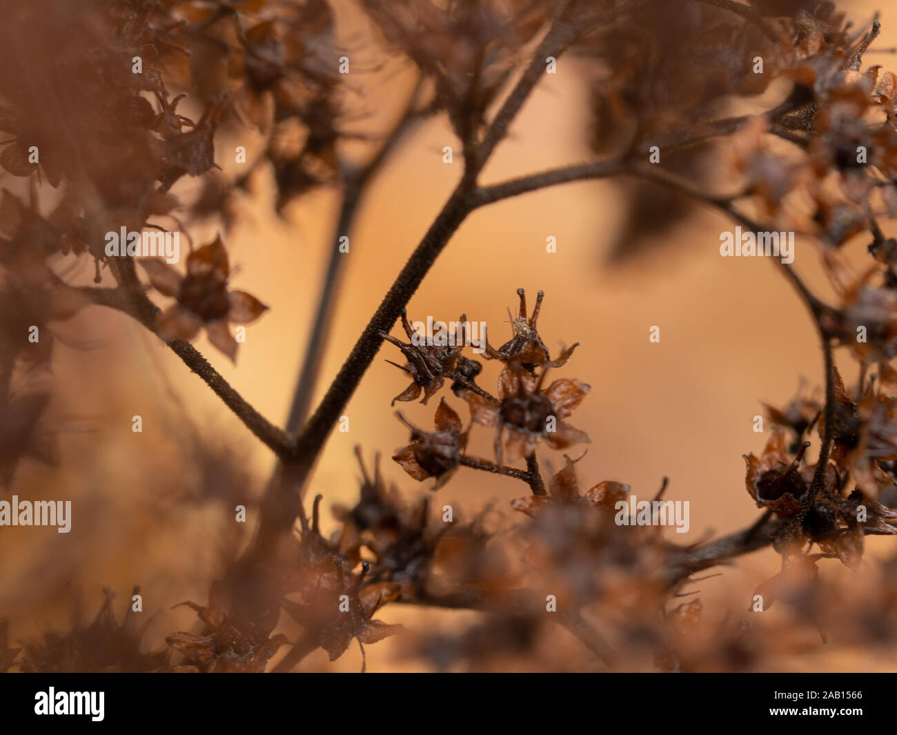 Nahaufnahme von Herbst Samen und Stiele mit einem verträumten verschwommenen Hintergrund Stockfoto