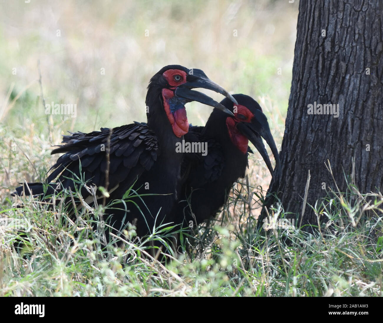 Männliche und weibliche südlichen Boden Nashornvögel (Bucorvus leadbeateri, Bucorvus cafer). Tarangire Nationalpark, Tansania. Stockfoto