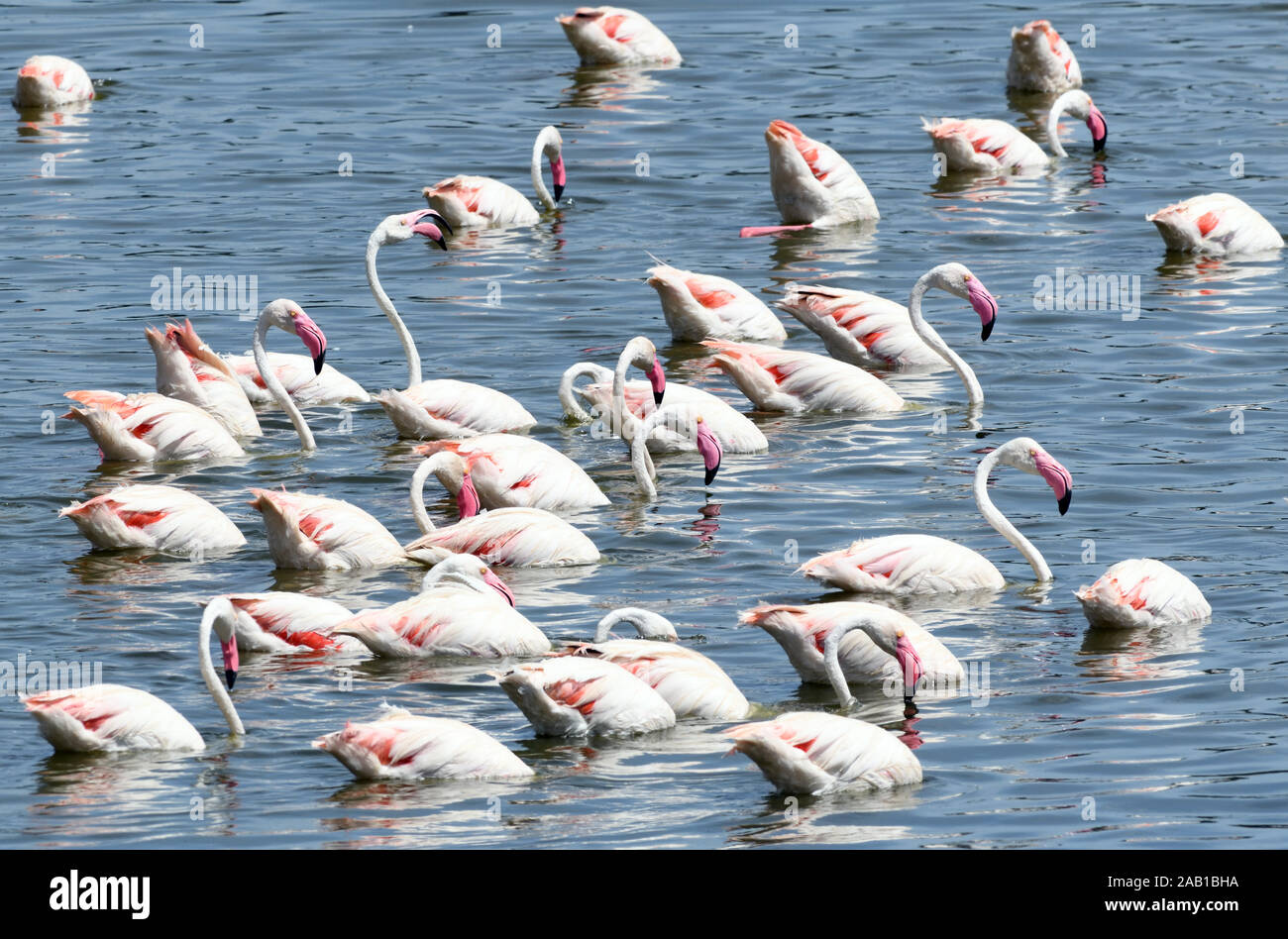 Flamingos (Phoenicopterus Roseus) Schwimmen in einem See in den Arusha Nationalpark. Arusha, Tansania. Stockfoto