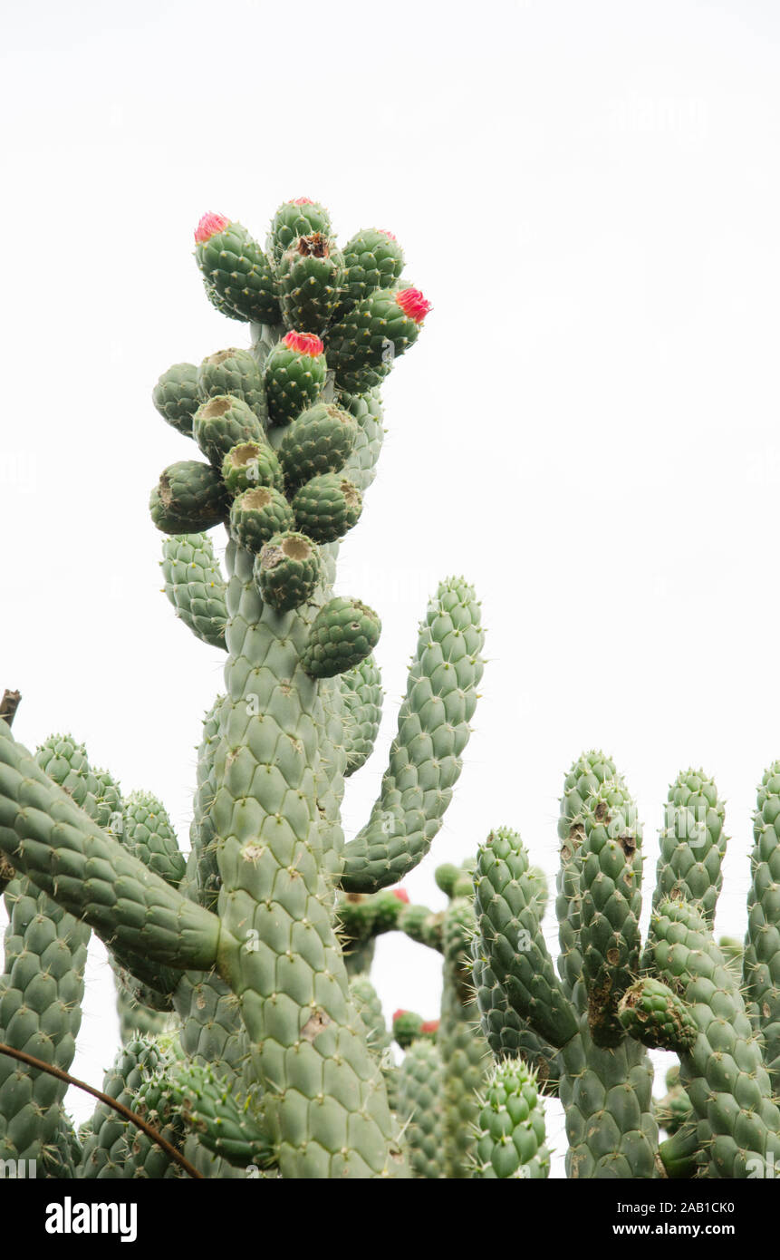 Cactus mit roten Blumen, die anfangen zu wachsen, unter einem bewölkten Himmel Stockfoto