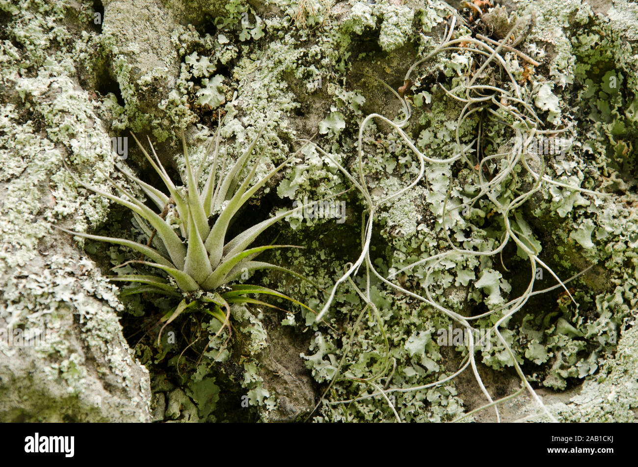 Natürliche Wand bedeckte von grünen foliose Flechten mit einer Bromelie, monochromatischen Entsättigt grünes Image Stockfoto