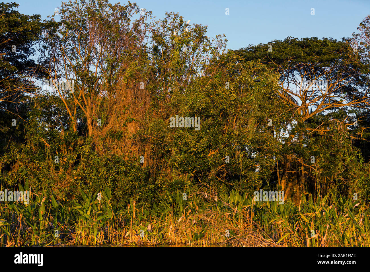 Bäume von Las Isletas de Granada Nicaragua See Stockfoto