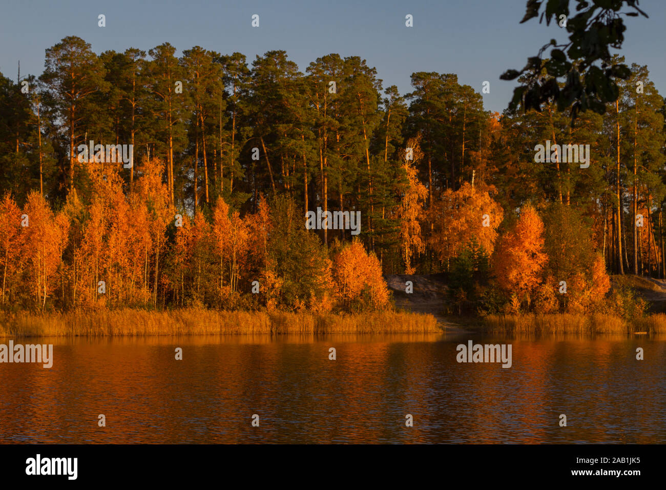 Die Befriedung Landschaft Herbst Wald am Ufer des Sees in den Strahlen der untergehenden Sonne. Orange gelb leuchtenden Farben. Stockfoto