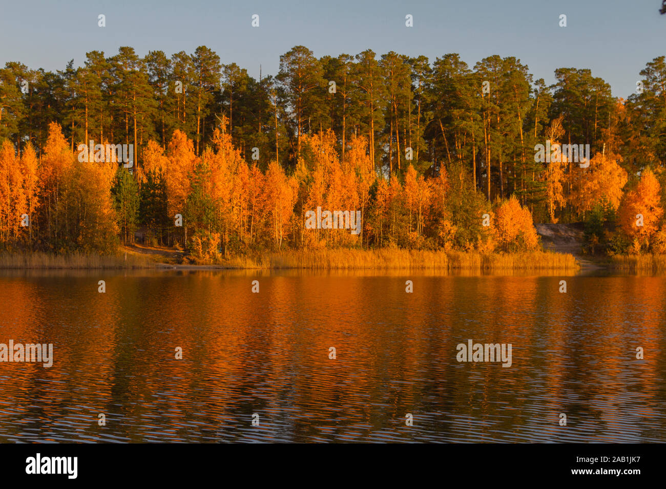 Schöne Landschaft von Herbst Wald am Ufer des Sees in den Strahlen der untergehenden Sonne mit Reflexion. Goldene Zeit des Jahres. Stockfoto