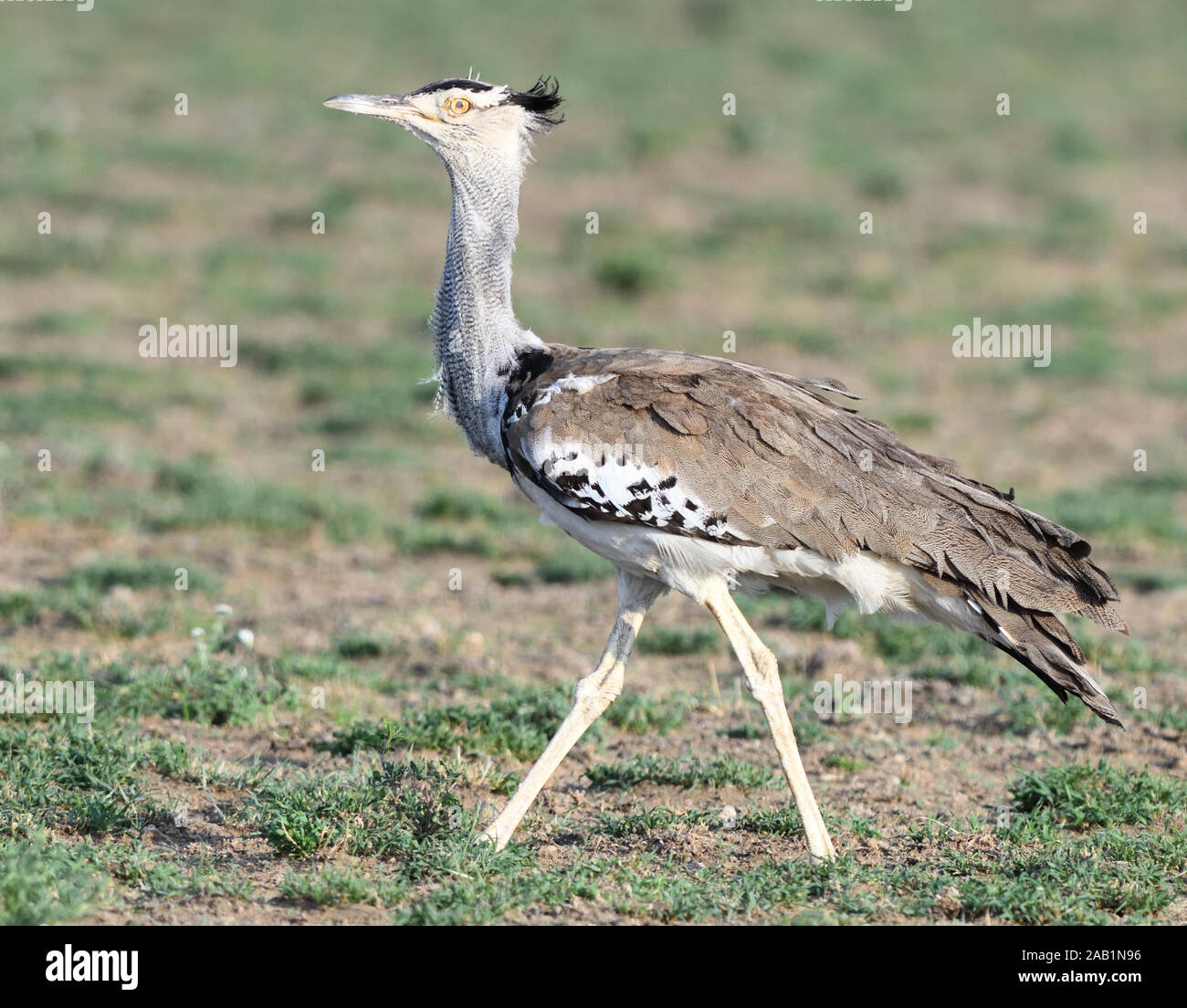 Ein kori bustard (Ardeotis Kori). Sinya Wildlife Management Area, Tansania. Stockfoto