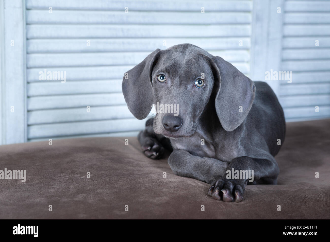 Sehr schöner Hund, blau Weimaraner Zucht, Welpen, Luxus chic Hund Stockfoto