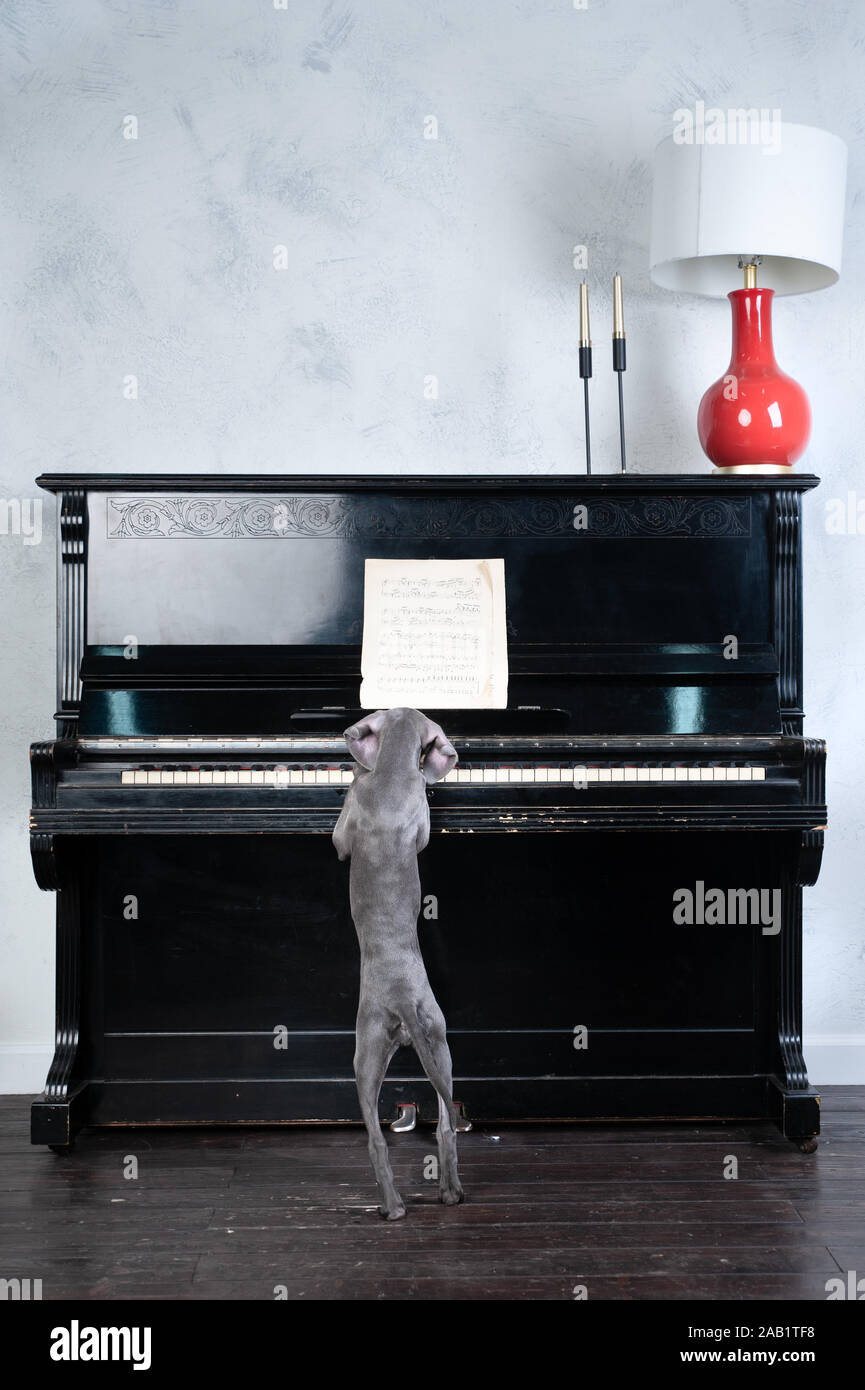 Süßer hund Weimaraner Welpe, spielt Klavier, lustiges Foto, Dog Training Konzept Stockfoto