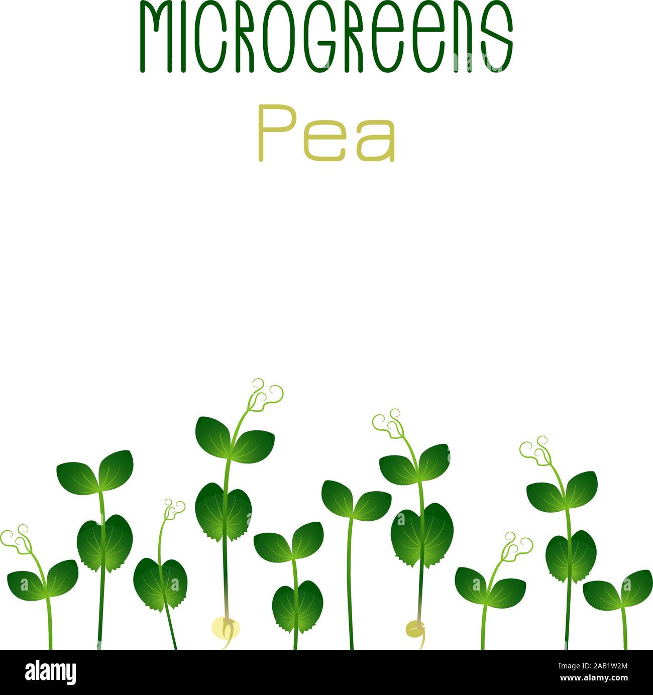 Microgreens Erbse. Saatgut packaging design. Keime von Samen einer Pflanze. Vitamin Supplement, veganes Essen Stock Vektor