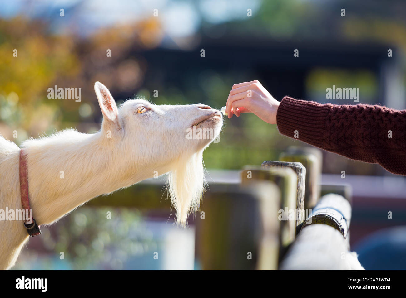 Eine Hand geben und Fütterung eine weiße Ziege. Stockfoto