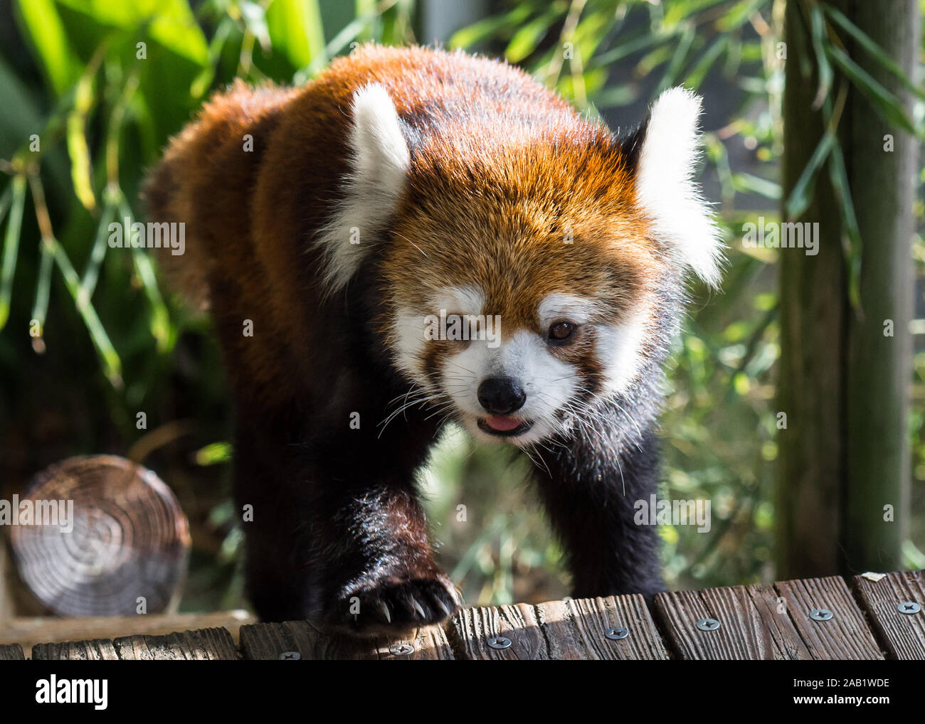 Roter Panda oder Lesser panda spielen. Stockfoto