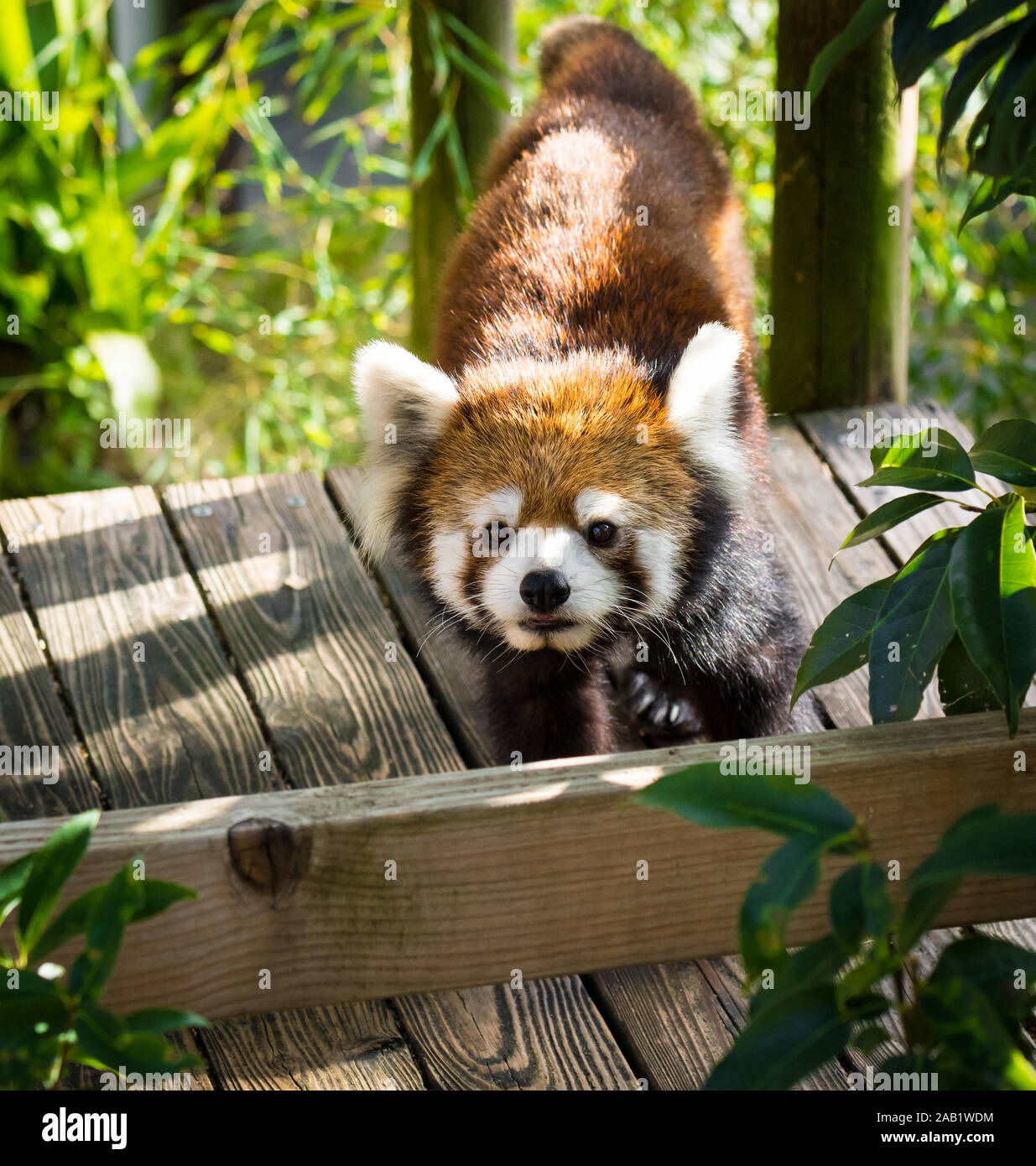 Roter Panda oder Lesser panda spielen. Stockfoto