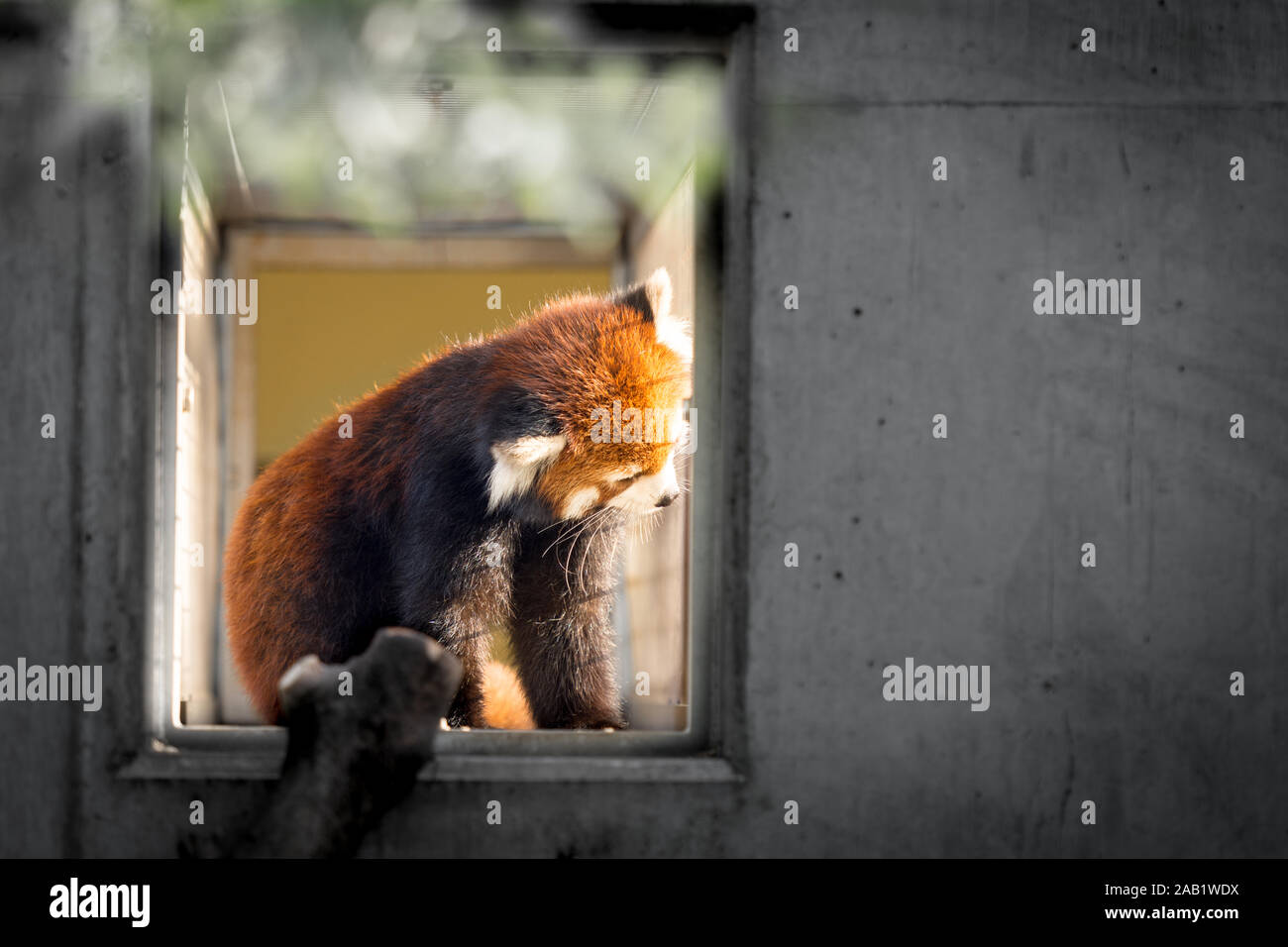 Einsam und traurig Panda oder weniger Panda in einem kleinen Käfig, die gerne außerhalb. Stockfoto