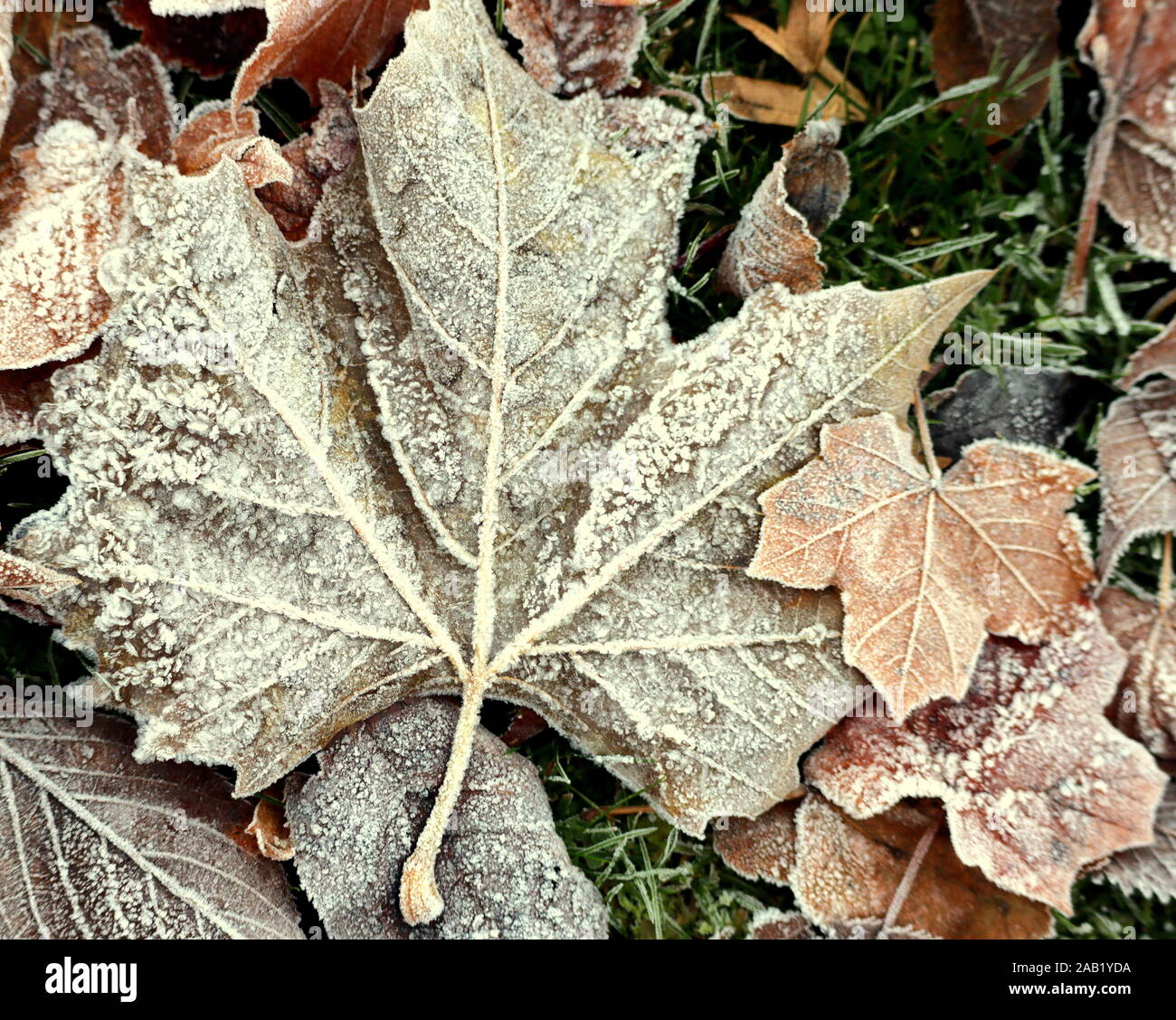 Gefrorene Blätter Herbst Winter auf dem eisigen Hintergrund Stockfoto