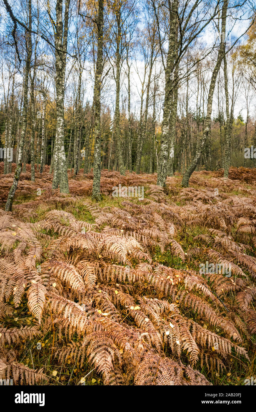 Ein wohltun wollen Wald im Herbst mit allen der Farne braun Stockfoto