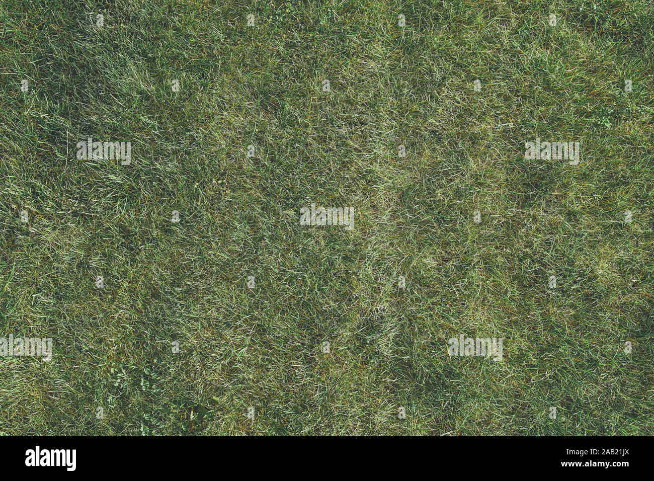 Grass Textur. Detaillierte Nahaufnahme auf einem grünen Gerste Textur in einem Feld im Sommer in hoher Auflösung genommen Stockfoto