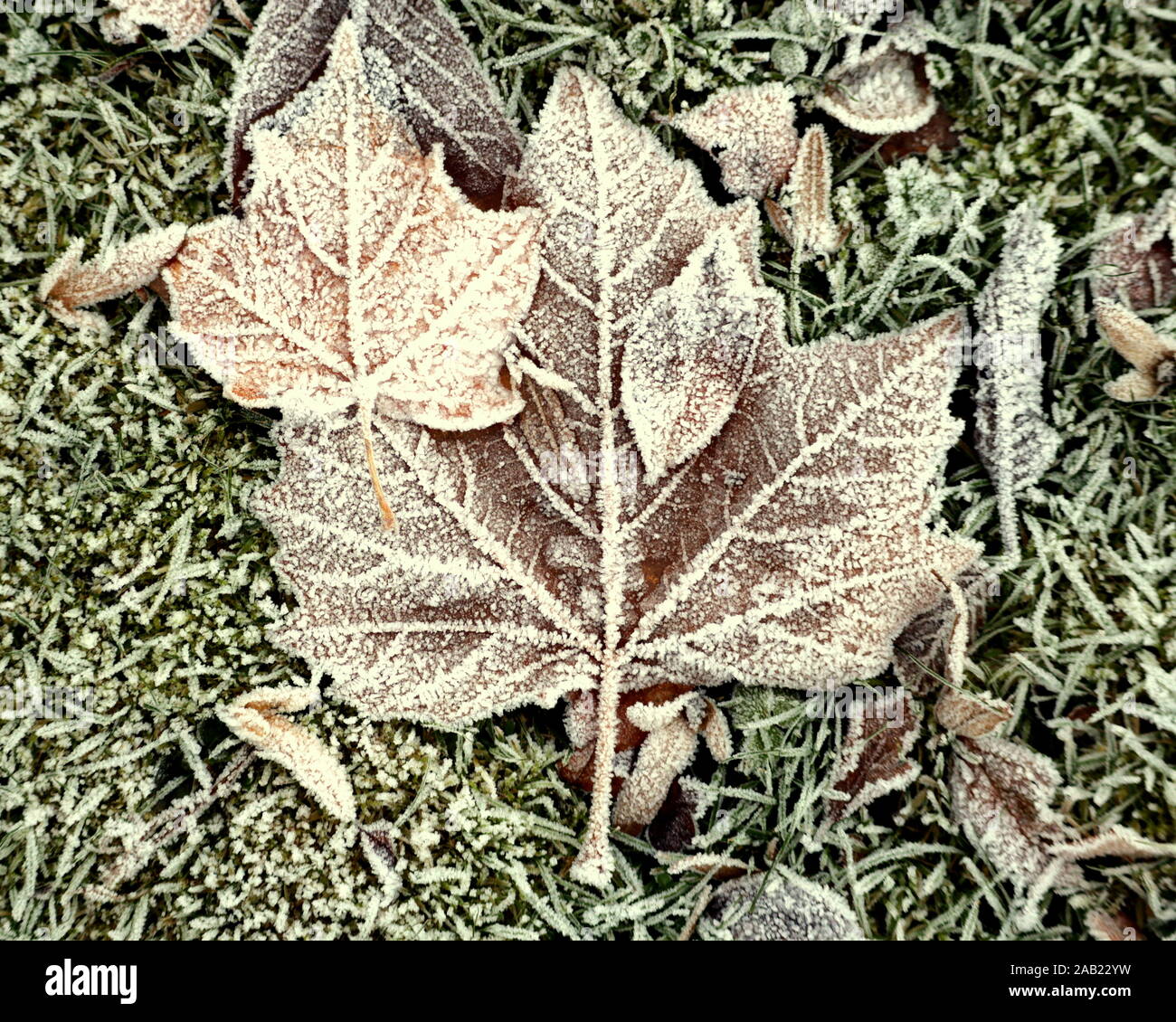 Gefrorene Blätter Herbst Winter auf dem eisigen Hintergrund Stockfoto