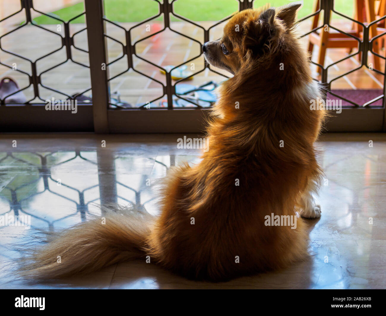 Rückansicht des traurigen rötlich-braun Mischling Hund der Pommerschen und Chihuahua lieferbar allein im Haus links und warten auf Besitzer mit c zu kommen Stockfoto