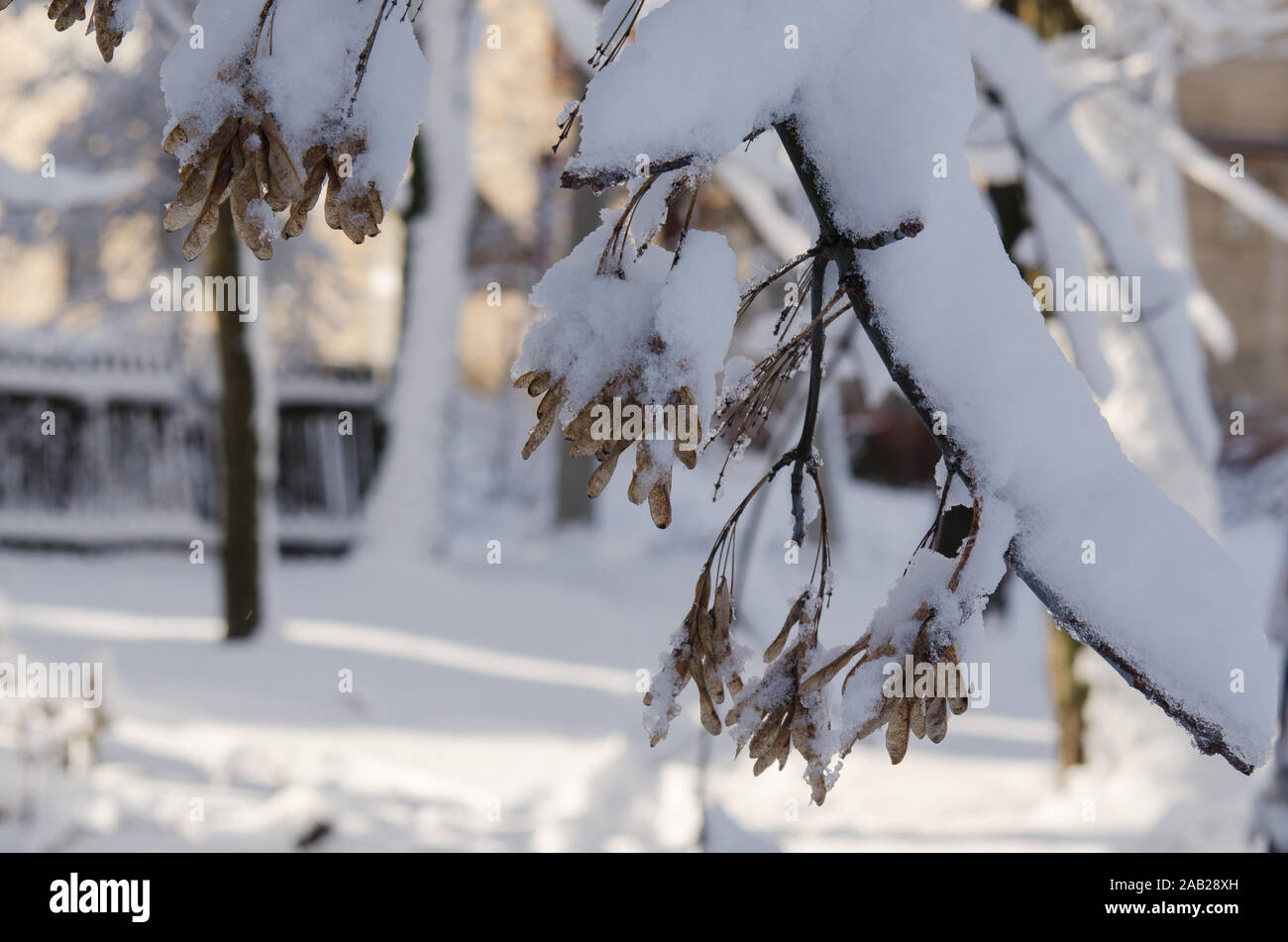 Der Ahorn Samen sind mit einer dicken Schicht Schnee bedeckt. Stockfoto