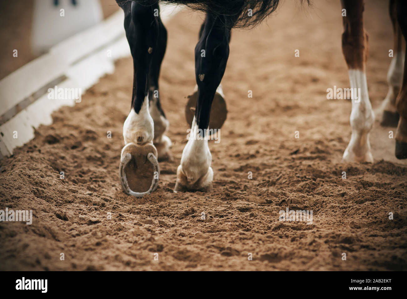 Die Gestiefelt, grazilen Beine von einem schwarzen Pferd neben einem anderen Pferd in eine sandige Arena in einer Dressur läuft. Stockfoto
