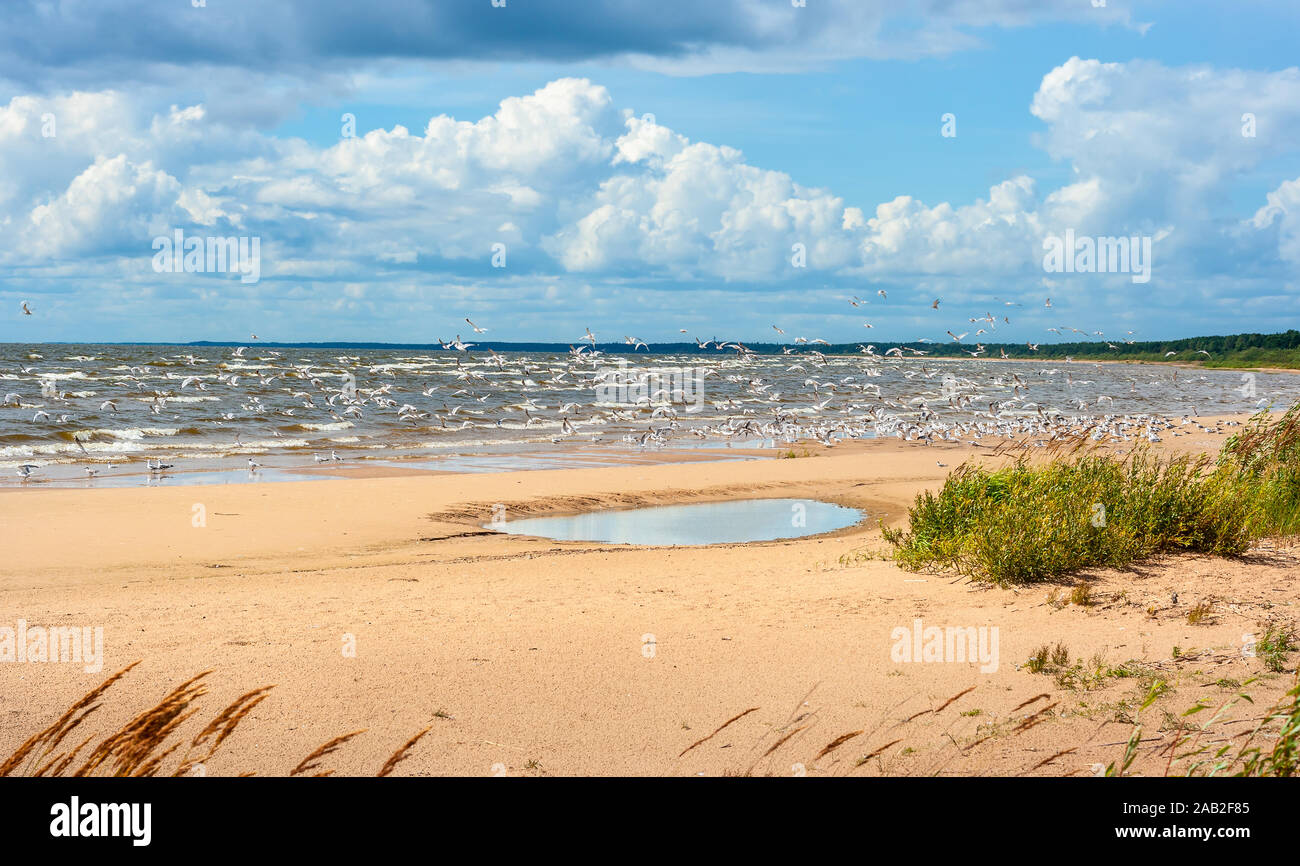 Schwarm Möwen am See Peipus Küste. Estland, Europa Stockfoto