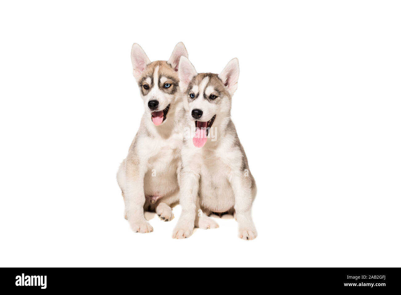 Zwei Welpen Rasse der Schlittenhunde auf weißem Hintergrund Stockfoto