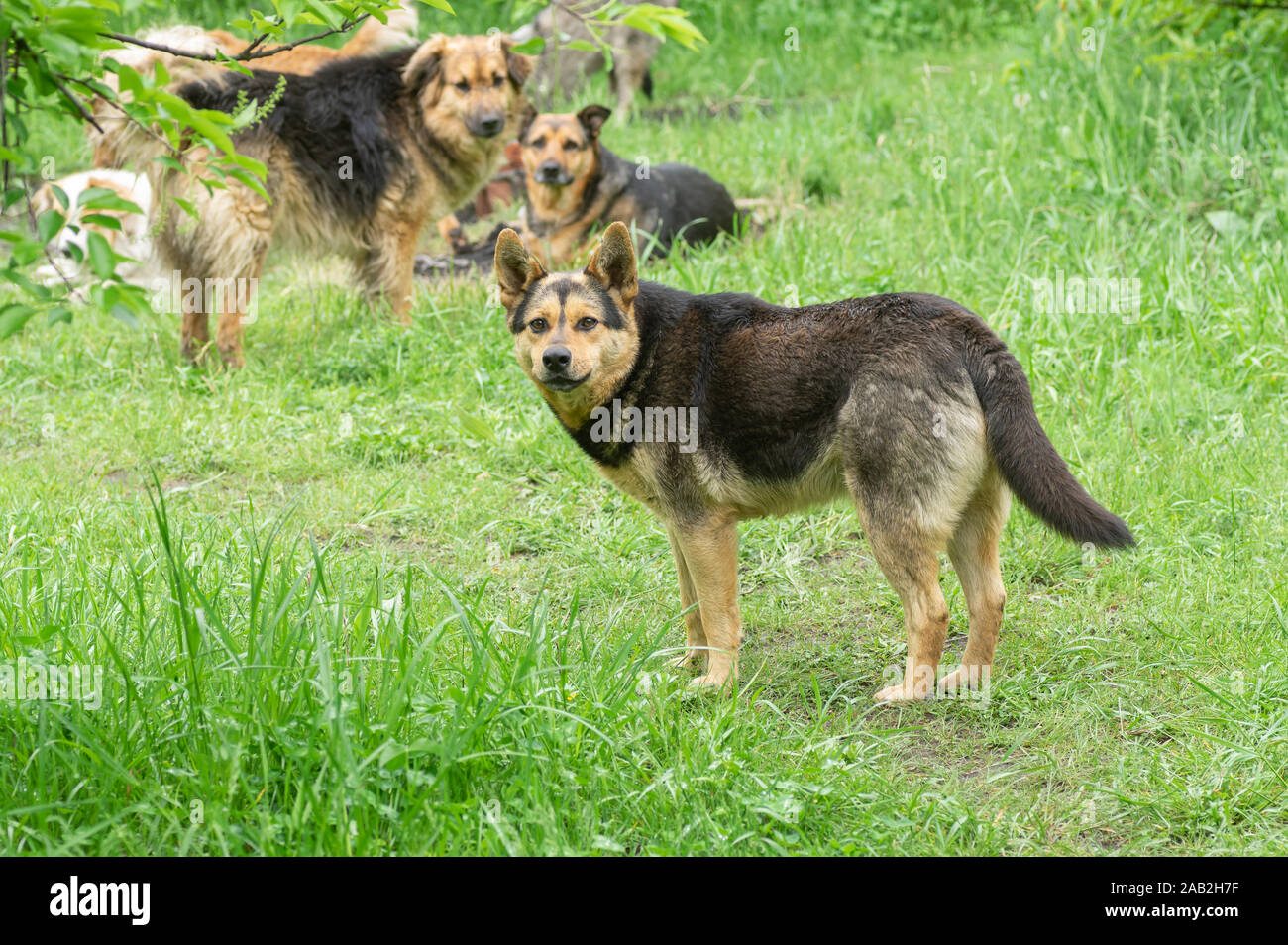 Führer von Streunenden pack Hunde ernsthaft Warnung es Befehl Angriff ein Fremder würde Stockfoto