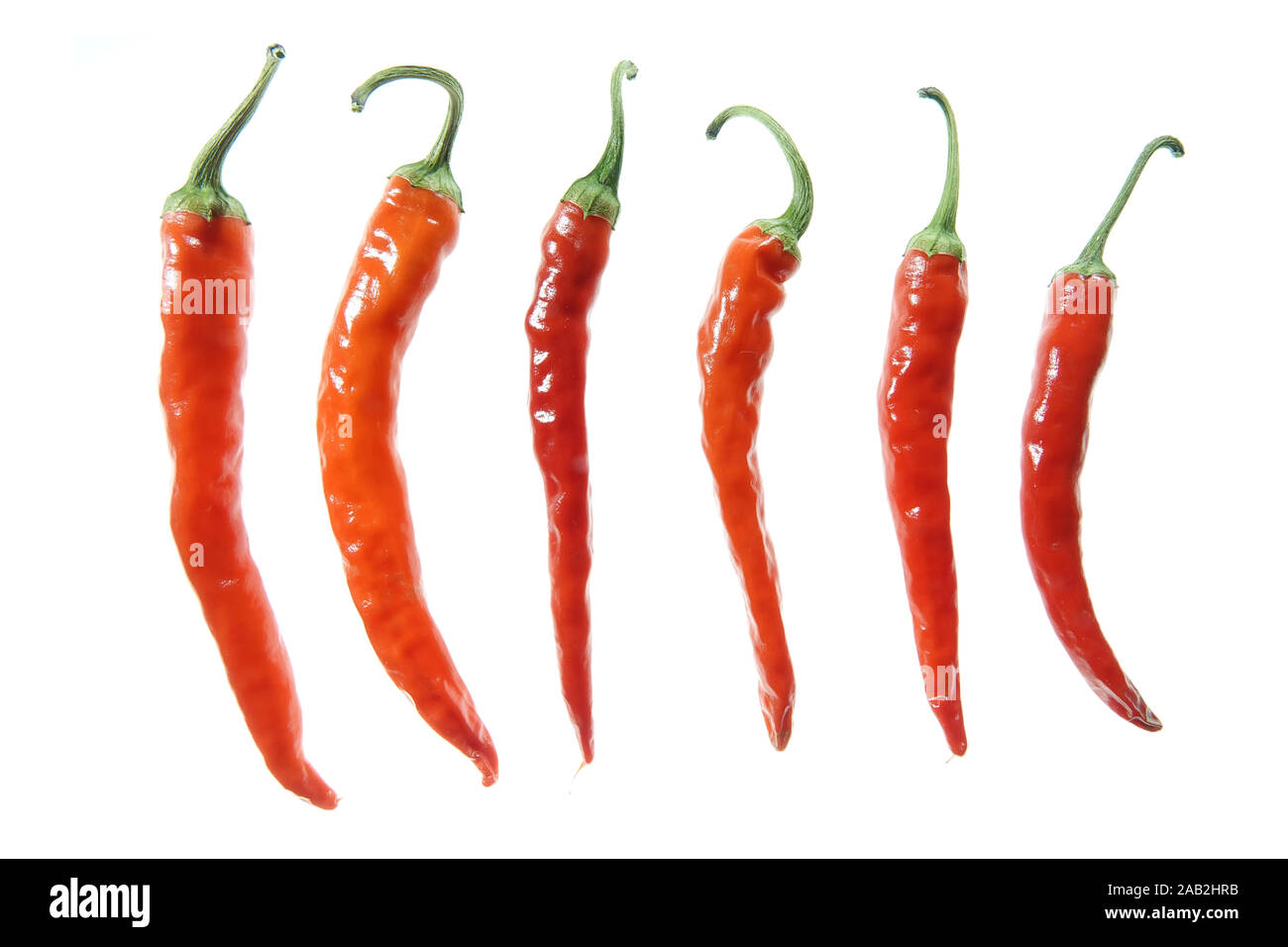 Red Hot peppers frisch von einem hobbygärtner aus einem Hobby Garten geerntet Stockfoto