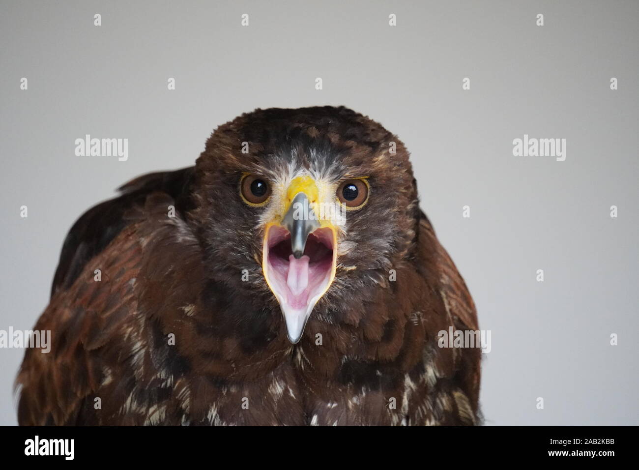 Harris hawk Stockfoto