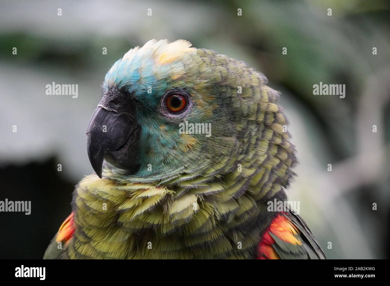 Türkis fronted Amazon Parrot Stockfoto