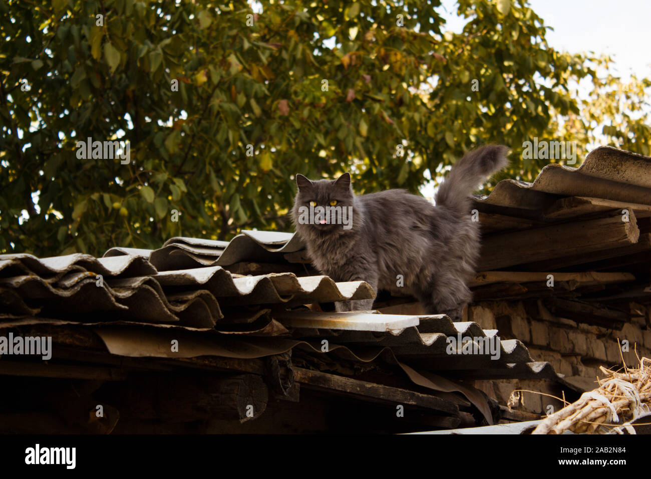 Graue flauschige Katze zeigt ihre Zunge und bleibt auf einem alten Schieferdach. Stockfoto