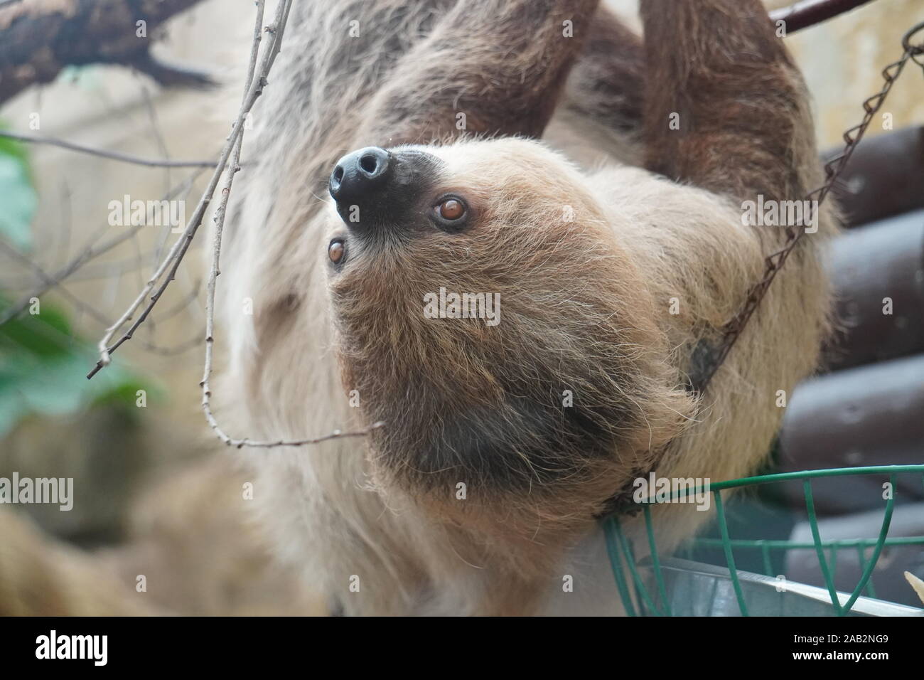 Zwei toed Sloth Stockfoto