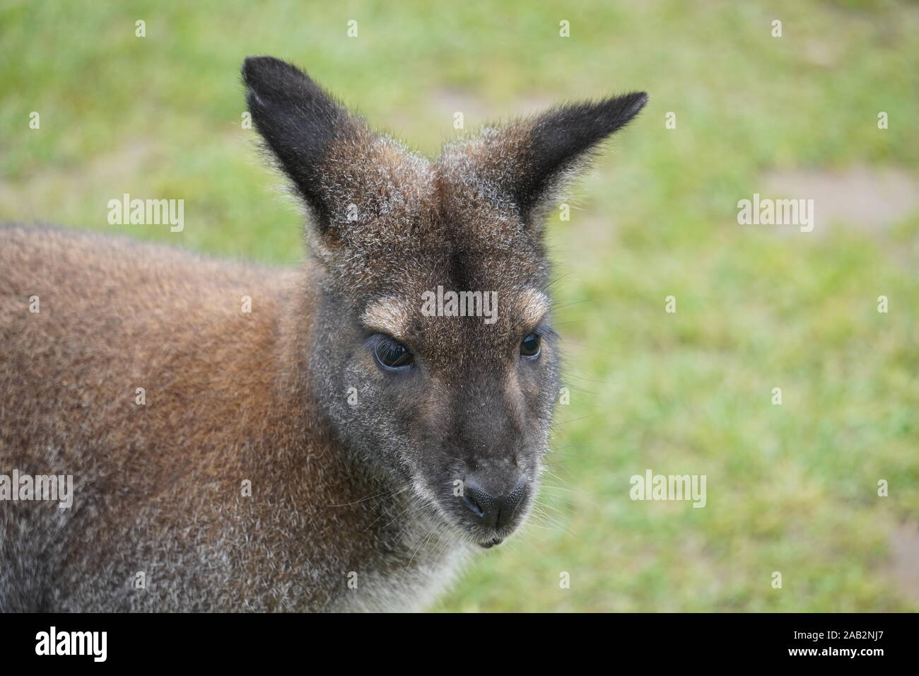 Red necked wallaby Stockfoto