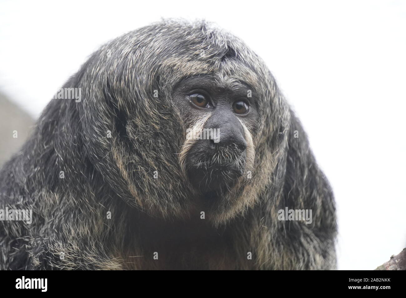 Weiß konfrontiert Saki Stockfoto