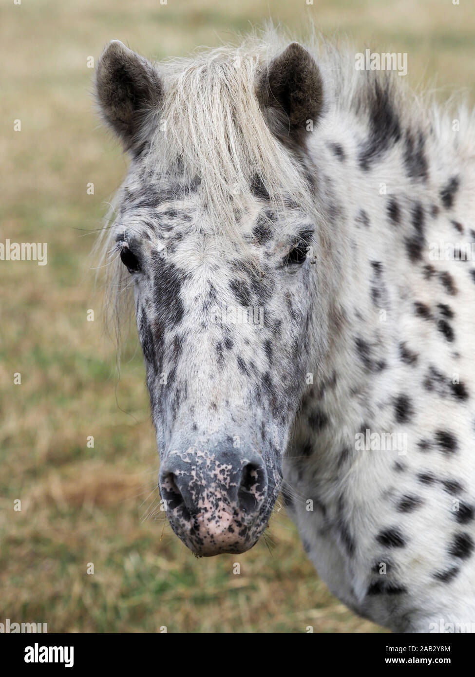 Ein Kopf eines süßen Pony mit schwarzen Flecken. Stockfoto