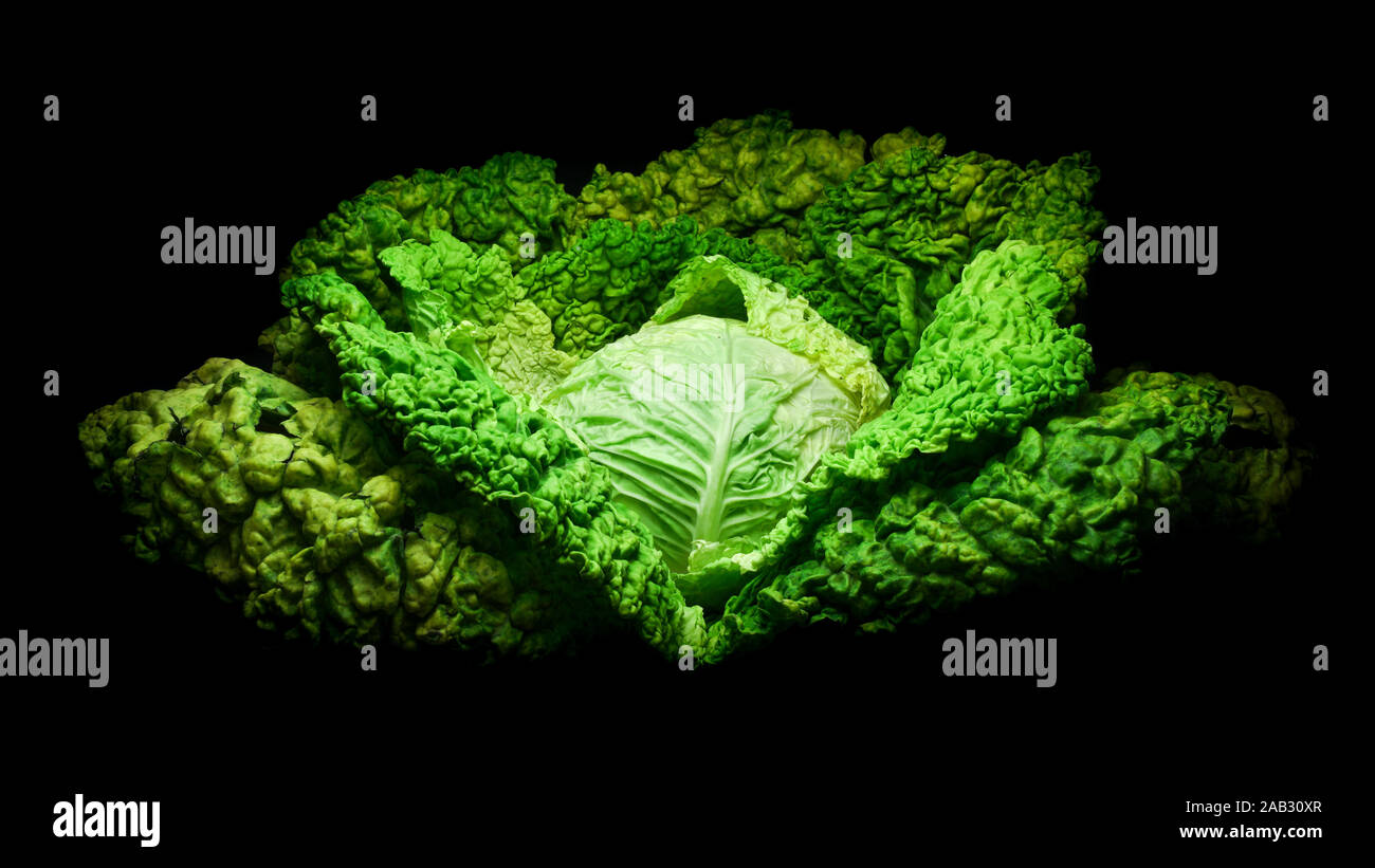Frische organische Kohl auf schwarzem Hintergrund. Lebendige, grüne Kopfkohl Stockfoto