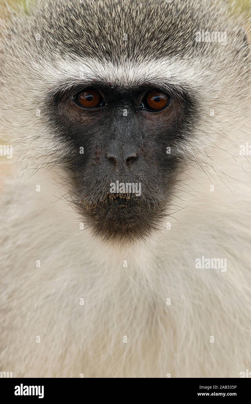 Gruene Meerkatze, Cercopithecus aethiops Stockfoto