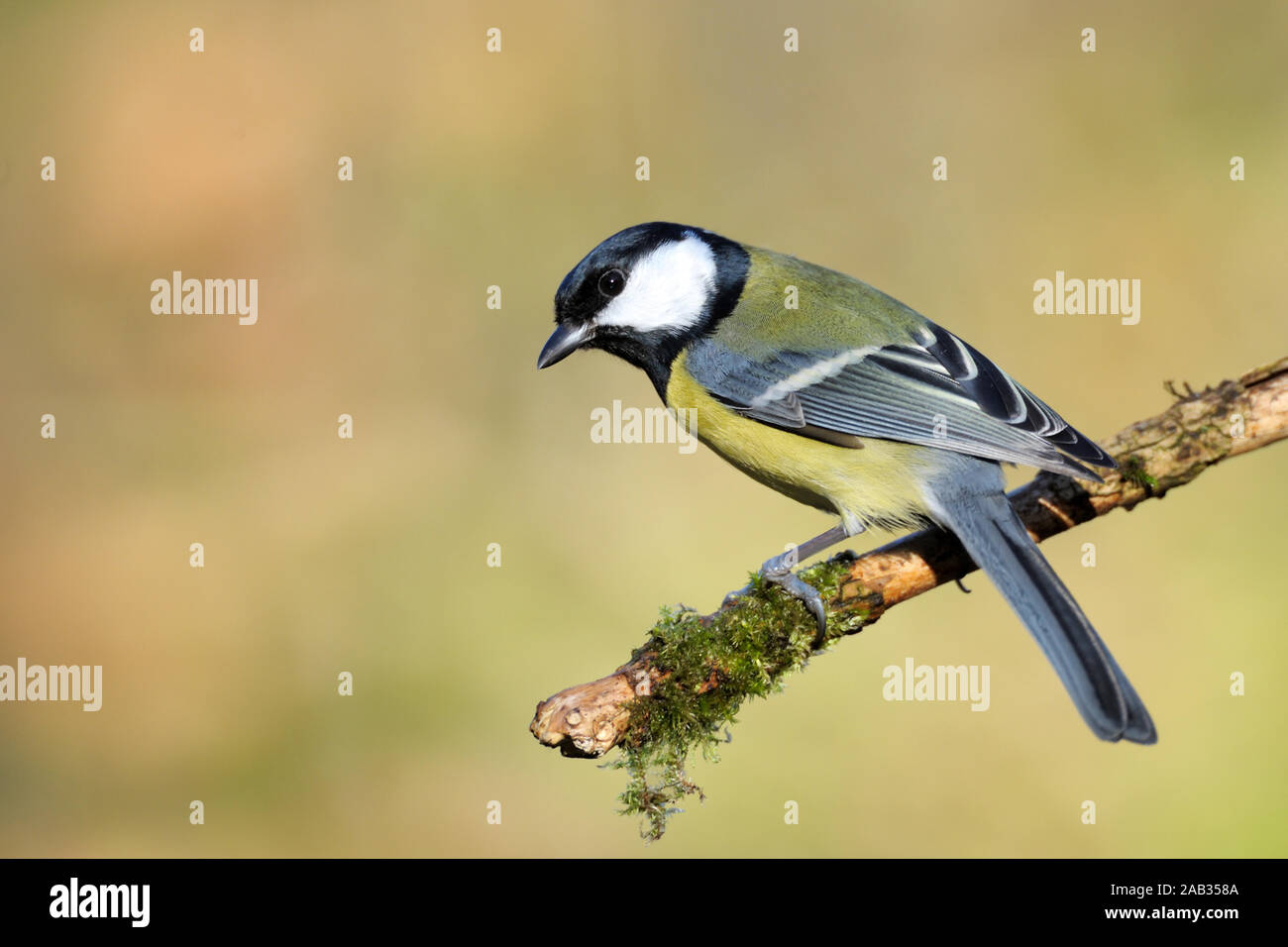 Kohlmeise sitzt auf einen Zweig, Nahrungssuche, Parus major Stockfoto