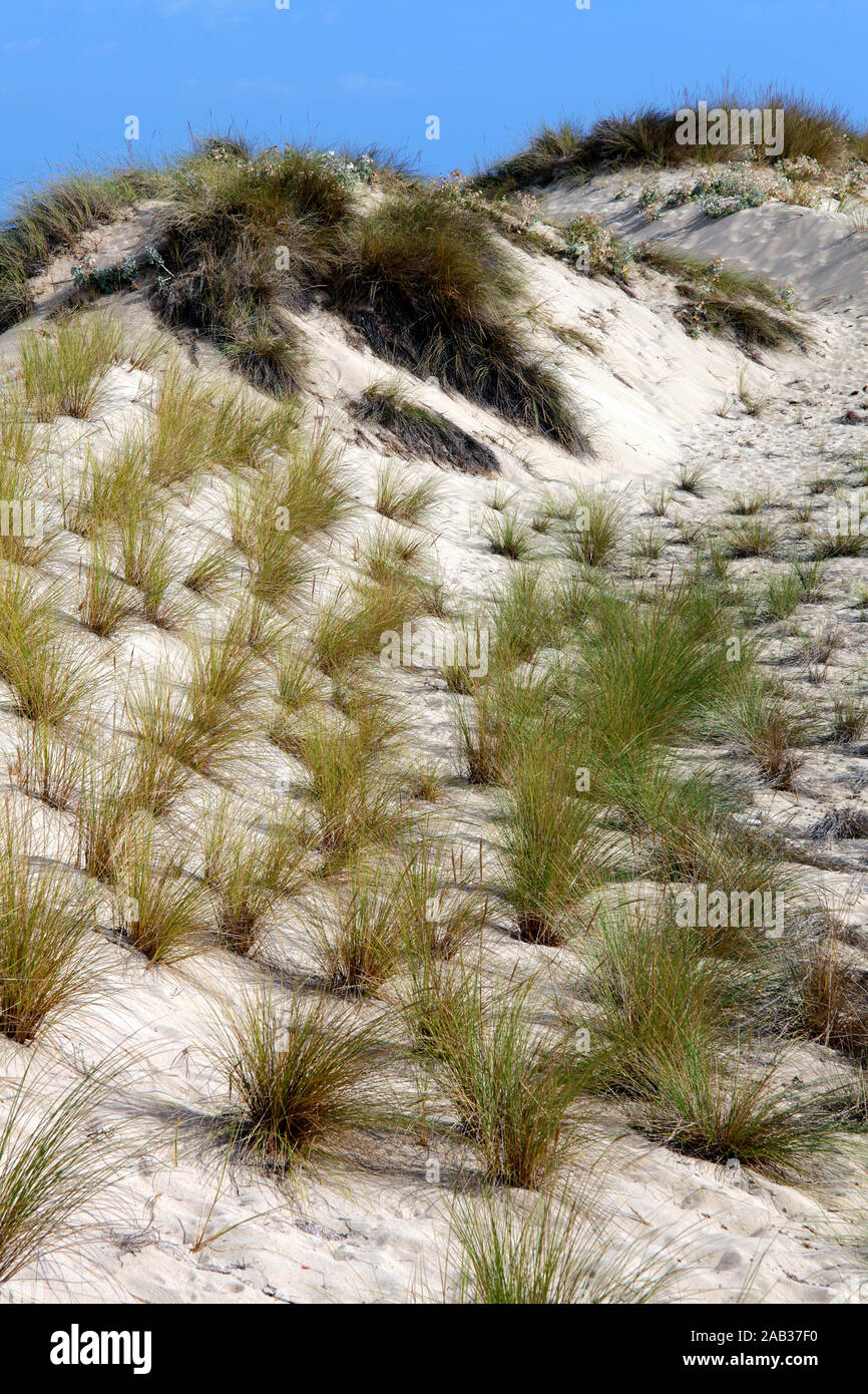 Dune grass an der Cala Mesquida, idyllischen Bucht mit Dünen in Cala Ratjada, Mallorca, Balearen, Spanien Stockfoto